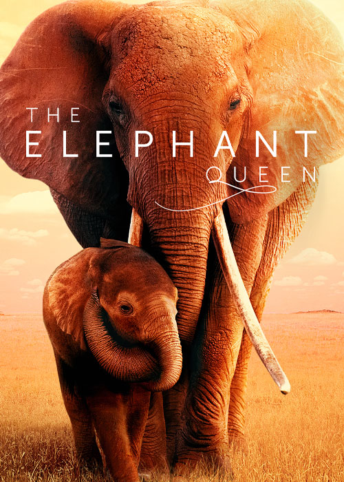 دانلود مستند ملکه فیل The Elephant Queen 2018 دانلود مستند ملکه فیل The Elephant Queen 2018