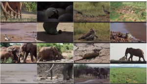 دانلود مستند ملکه فیل The Elephant Queen 2018 دانلود مستند ملکه فیل The Elephant Queen 2018
