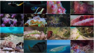 دانلود مستند Puff: Wonders of the Reef 2021