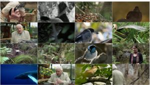 دانلود مستند Attenborough's Wonder of Song 2022 دانلود مستند Attenborough's Wonder of Song 2022