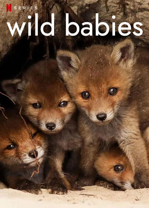دانلود مستند بچه های وحشی Wild Babies 2022 دانلود مستند بچه های وحشی Wild Babies 2022