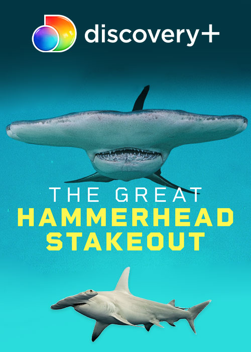 دانلود مستند Great Hammerhead Stakeout 2021 مستند زیر نظر گرفتن کوسه سرچکشی بزرگ Great Hammerhead Stakeout 2021