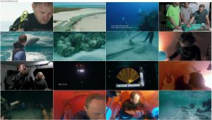 دانلود مستند Great Hammerhead Stakeout 2021 دانلود مستند Great Hammerhead Stakeout 2021