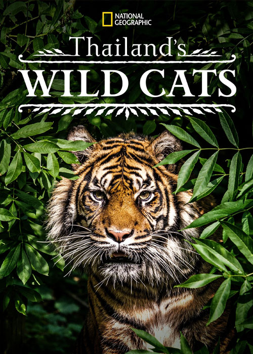مستند گربه های وحشی تایلند Thailand's Wild Cats 2021
