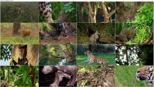 دانلود مستند گربههای وحشی تایلند Thailand's Wild Cats 2021 مستند گربه های وحشی تایلند Thailand's Wild Cats 2021