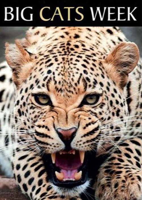 دانلود مستند یک هفته با گربهسانان Chasing Big Cats 2004 دانلود مستند یک هفته با گربه سانان Chasing Big Cats 2004