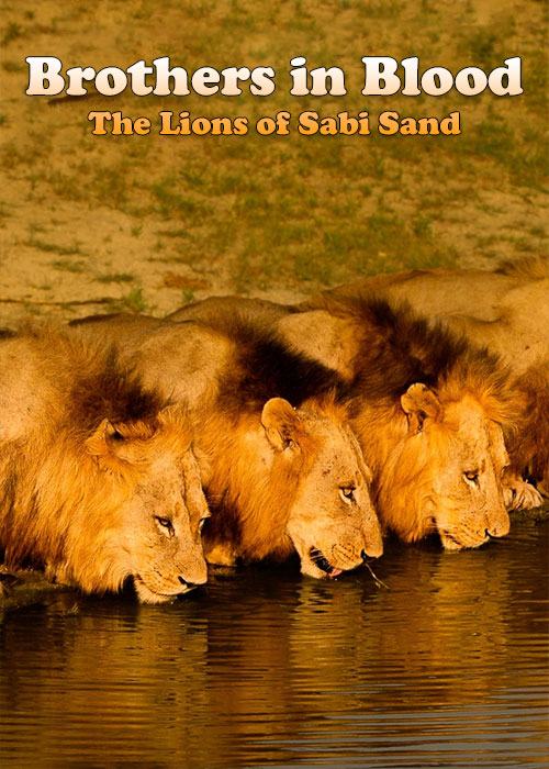 دانلود مستند Brothers in Blood: The Lions of Sabi Sand 2015 دانلود مستند برادران تنی Brothers in Blood: The Lions of Sabi Sand 2015