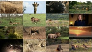 دانلود مستند Brothers in Blood: The Lions of Sabi Sand 2015 مستند برادران تنی Brothers in Blood: The Lions of Sabi Sand 2015