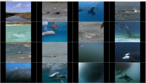 دانلود مستند Dolphins: The Wild Side 1999 مستند دلفین های وحشی Dolphins: The Wild Side 1999