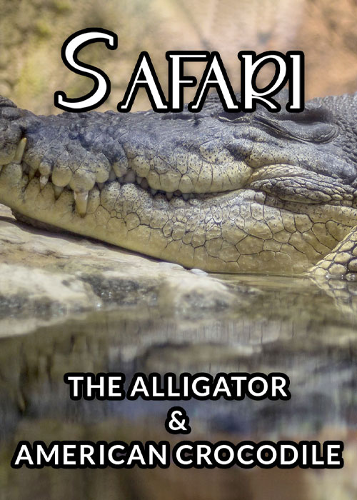 دانلود مستند The Alligator & American Crocodile 1996 دانلود مستند The Alligator & American Crocodile 1996