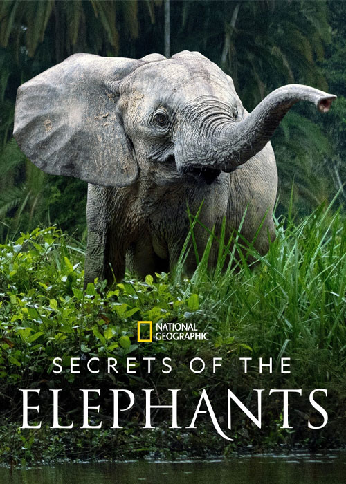 دانلود مستند Secrets of the Elephants 2023 دانلود مستند Secrets of the Elephants 2023