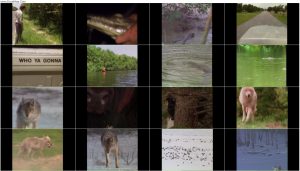 دانلود مستند The Alligator & American Crocodile 1996 دانلود مستند The Alligator & American Crocodile 1996