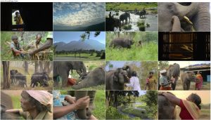 دانلود مستند The Elephant Whisperers 2022 دانلود مستند The Elephant Whisperers 2022