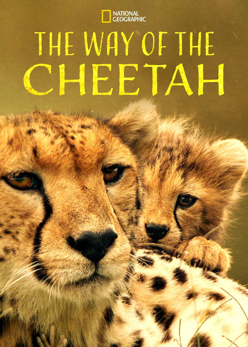 دانلود مستند The Way of the Cheetah 2022