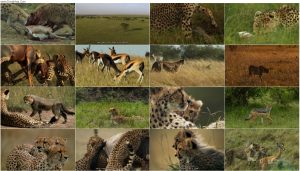دانلود مستند The Way of the Cheetah 2022 دانلود مستند The Way of the Cheetah 2022