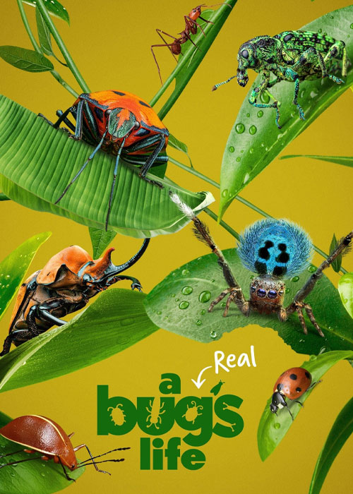دانلود مستند A Real Bug's Life 2024-2025 دانلود مستند A Real Bug's Life 2024
