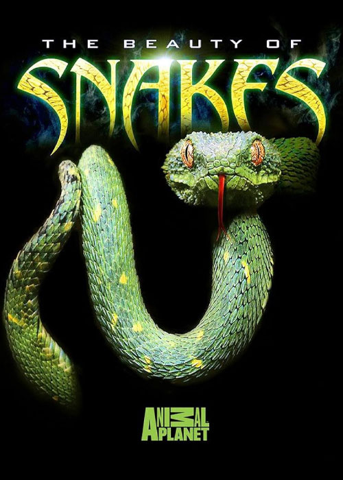 دانلود مستند زیبایی مارها Beauty of Snakes 2003 دانلود مستند زیبایی مارها Beauty of Snakes 2003