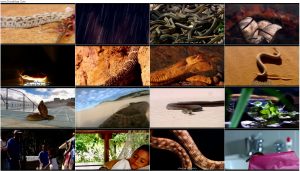 دانلود مستند زیبایی مارها Beauty of Snakes 2003 دانلود مستند زیبایی مارها Beauty of Snakes 2003
