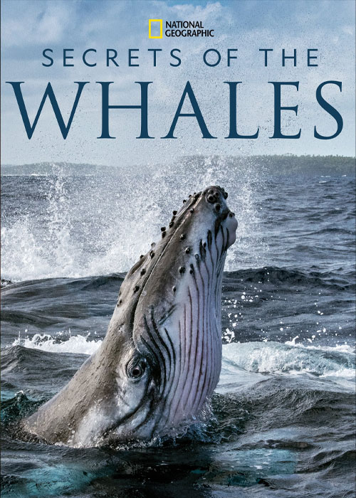 دانلود مستند اسرار نهنگها Secrets of the Whales 2021 دانلود مستند اسرار نهنگها Secrets of the Whales 2021