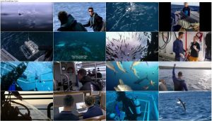 دانلود مستند Mega Predators of Oz 2021