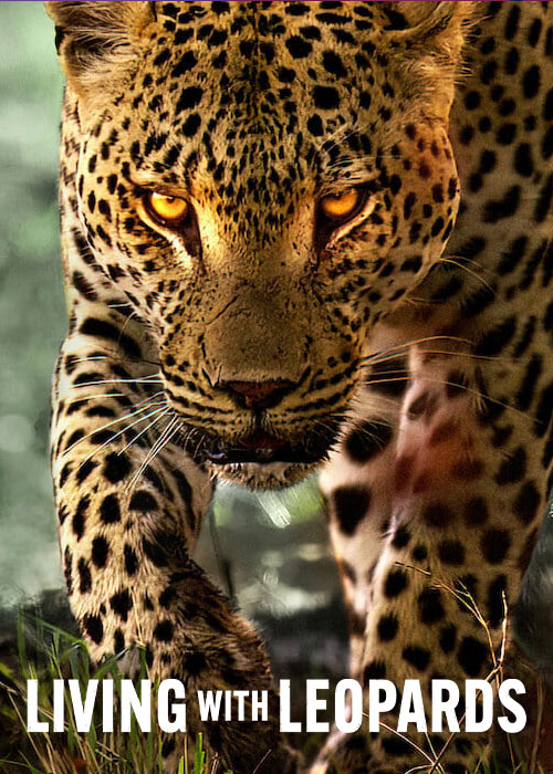 دانلود مستند Living with Leopards 2024