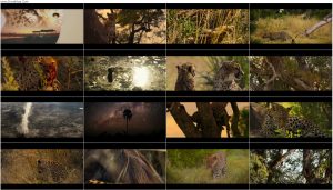 دانلود مستند Living with Leopards 2024 مستند زندگی با پلنگ ها Living with Leopards 2024