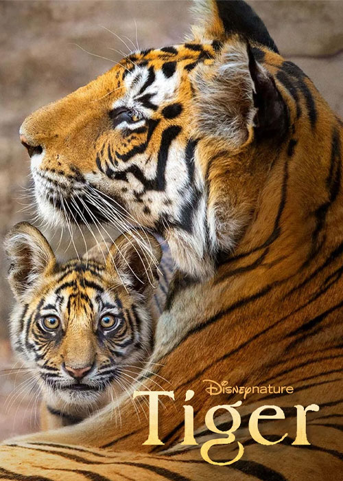 دانلود مستند ببر Tiger 2024 دانلود مستند ببر Tiger 2024