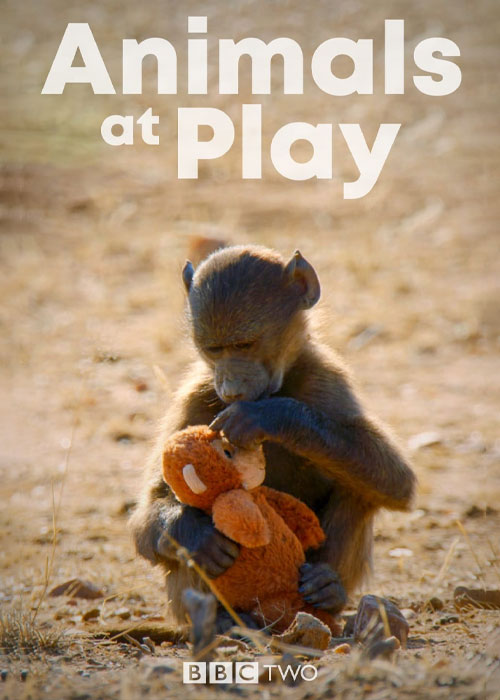 دانلود مستند حیوانات بازیگوش Animals at Play 2019 دانلود مستند حیوانات بازیگوش Animals at Play 2019