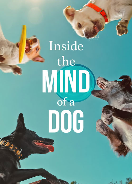 دانلود مستند Inside the Mind of a Dog 2024 دانلود مستند Inside the Mind of a Dog 2024
