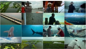 دانلود مستند Shark Beach with Anthony Mackie 2024 دانلود مستند Shark Beach with Anthony Mackie 2024