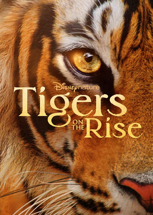 دانلود مستند ببرهای در حال ظهور Tigers on the Rise 2024 دانلود مستند ببرهای در حال ظهور Tigers on the Rise 2024