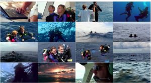 دانلود فیلم آب های آزاد Open Water 2003