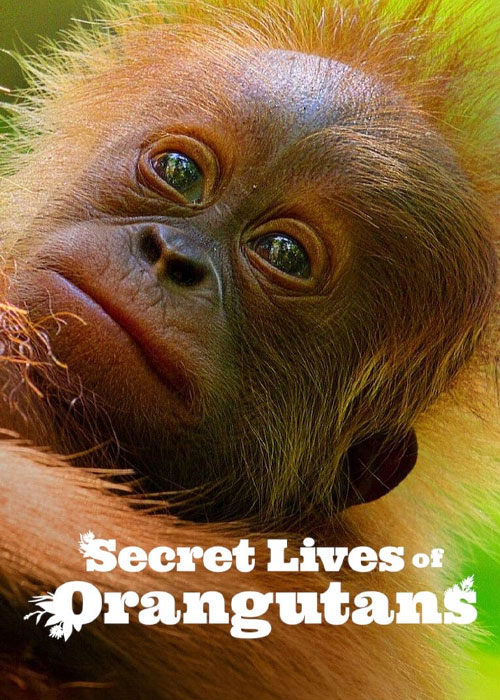 دانلود مستند Secret Lives of Orangutans 2024 دانلود مستند Secret Lives of Orangutans 2024