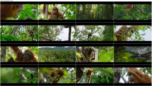 دانلود مستند Secret Lives of Orangutans 2024