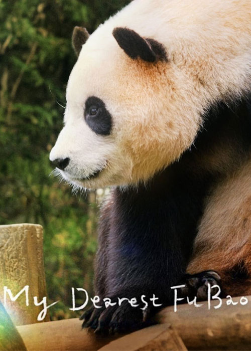 دانلود مستند عزیزترینم فو با My Dearest Fu Bao 2024 دانلود مستند عزیزترینم فو با My Dearest Fu Bao 2024