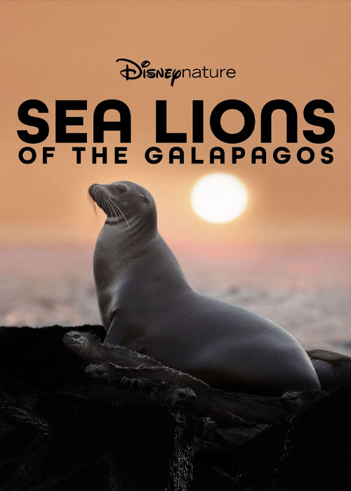 دانلود مستند Sea Lions of the Galapagos 2025 دانلود مستند Sea Lions of the Galapagos 2025