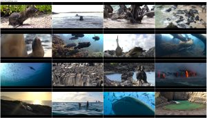 دانلود مستند Sea Lions of the Galapagos 2025 دانلود مستند Sea Lions of the Galapagos 2025