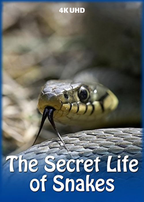 دانلود مستند The Secret Life of Snakes 2016 دانلود مستند زندگی مخفی مارها The Secret Life of Snakes 2016