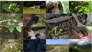دانلود مستند The Secret Life of Snakes 2016 دانلود مستند زندگی مخفی مارها The Secret Life of Snakes 2016