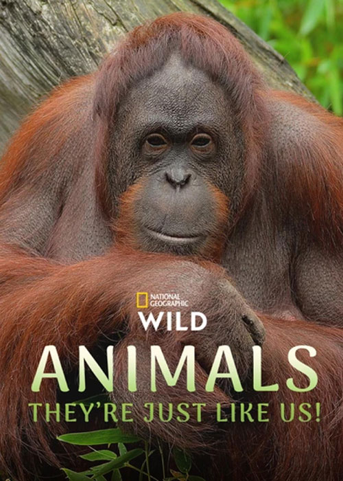 دانلود مستند Animals, They're Just Like Us! 2025 دانلود مستند Animals, They're Just Like Us! 2025