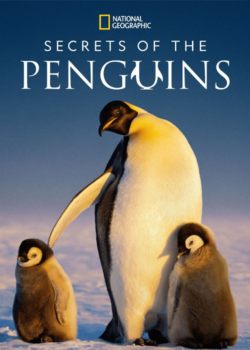 دانلود مستند اسرار پنگوئنها Secrets of the Penguins 2025 دانلود مستند اسرار پنگوئنها Secrets of the Penguins 2025