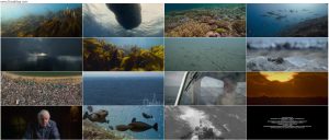 دانلود مستند Ocean with David Attenborough 2025 دانلود مستند Ocean with David Attenborough 2025