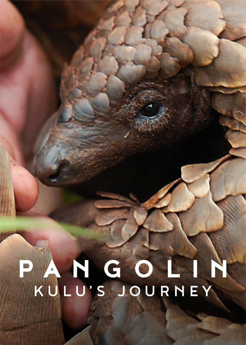 دانلود مستند پانگولین: سفر کولو Pangolin: Kulu's Journey 2025 دانلود مستند پانگولین: سفر کولو Pangolin: Kulu's Journey 2025