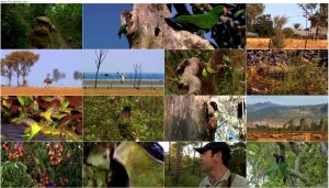 دانلود مستند Australia: Land of Parrots 2008 دانلود مستند Australia: Land of Parrots 2008