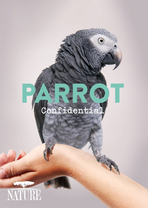دانلود مستند اسرار طوطی&zwnj;ها Parrot Confidential 2013