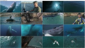 دانلود مستند کوسه در مقابل نهنگ Shark vs. Whale 2020 مستند کوسه در برابر نهنگ Shark vs Whale 2020