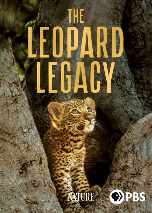 دانلود مستند میراث پلنگ The Leopard Legacy 2021 دانلود مستند میراث پلنگ The Leopard Legacy 2021