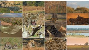 دانلود مستند میراث پلنگ The Leopard Legacy 2021 دانلود مستند میراث پلنگ The Leopard Legacy 2021