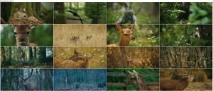 دانلود فیلم Bambi: A Tale of Life in the Woods 2024