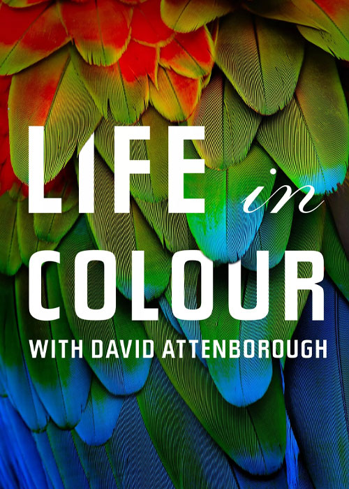 دانلود مستند حیات رنگی Life in Colour 2021 دانلود مستند حیات رنگی Life in Colour 2021